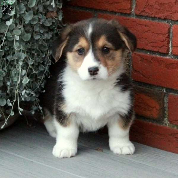 Penny, Pembroke Welsh Corgi Puppy