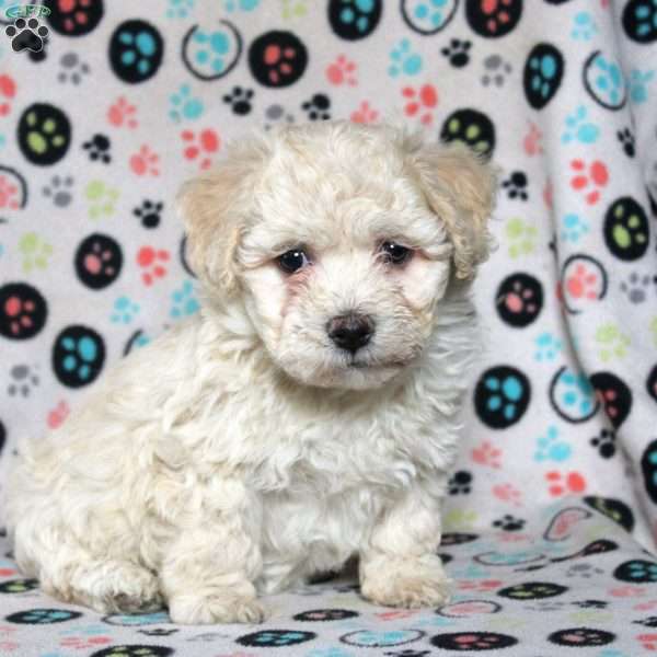 Penny, Havanese Puppy