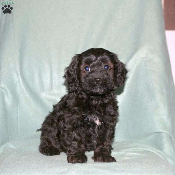 Penny, Cavapoo Puppy