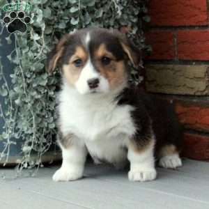 Penny, Pembroke Welsh Corgi Puppy