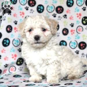 Penny, Havanese Puppy