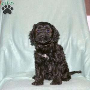 Penny, Cavapoo Puppy