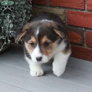 Penny, Pembroke Welsh Corgi Puppy