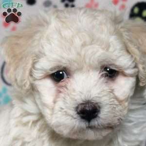 Penny, Havanese Puppy