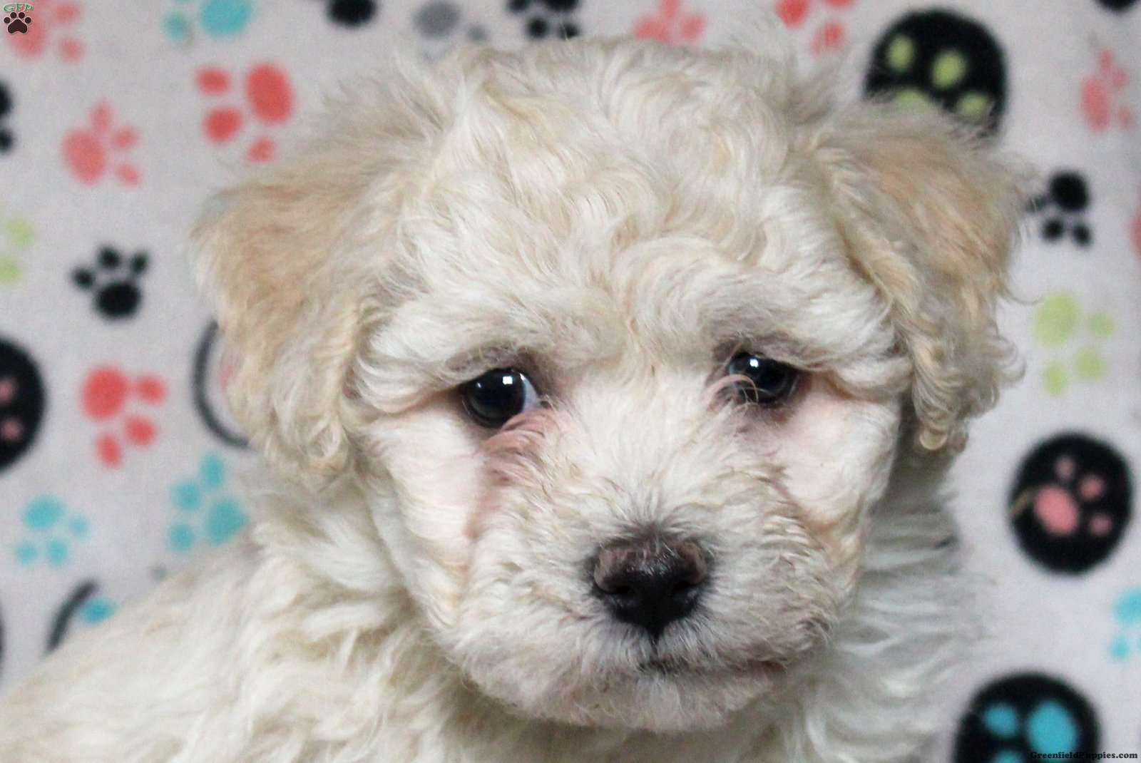 Penny - Havanese Puppy For Sale In Pennsylvania