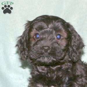 Penny, Cavapoo Puppy