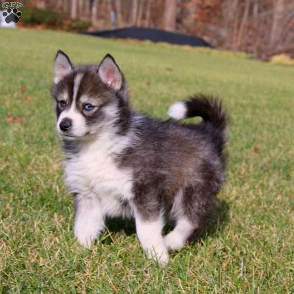 Penny, Pomsky Puppy