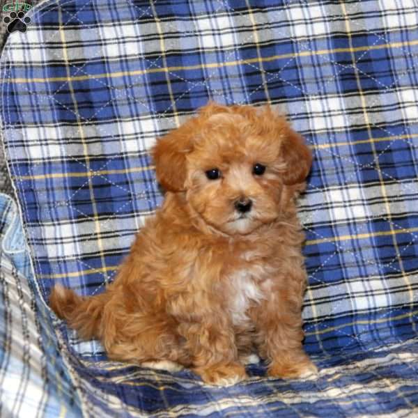 Penny, Maltipoo Puppy