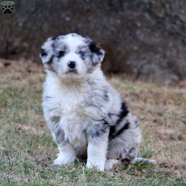 Penny, Miniature Australian Shepherd Mix Puppy