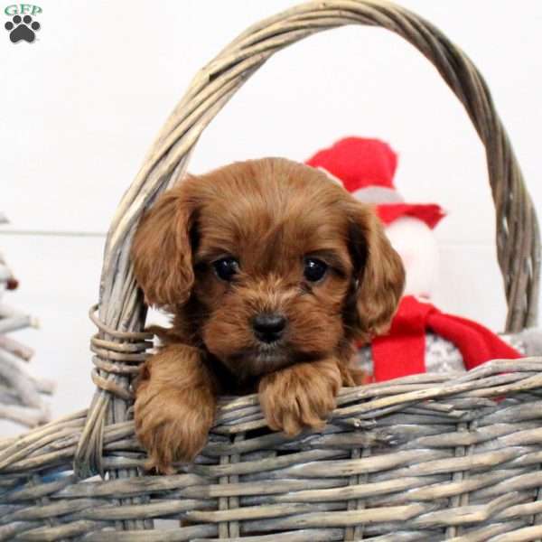 Penny, Cavapoo Puppy