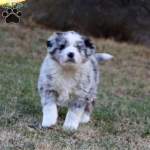 Penny, Miniature Australian Shepherd Mix Puppy