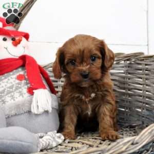 Penny, Cavapoo Puppy