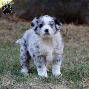 Penny, Miniature Australian Shepherd Mix Puppy