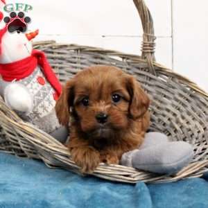 Penny, Cavapoo Puppy