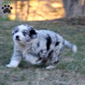 Penny, Miniature Australian Shepherd Mix Puppy