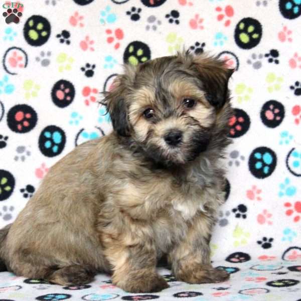 Pepper, Havanese Puppy