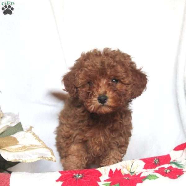 Pepper, Miniature Poodle Puppy