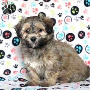 Pepper, Havanese Puppy