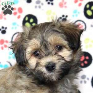 Pepper, Havanese Puppy