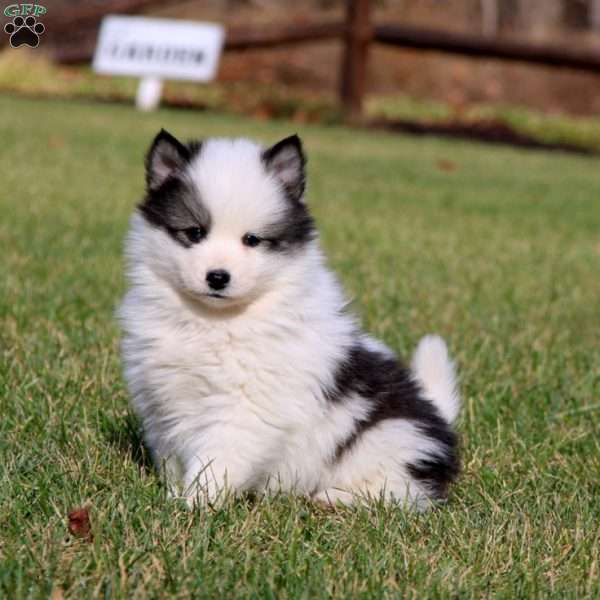 Pepper, Pomsky Puppy