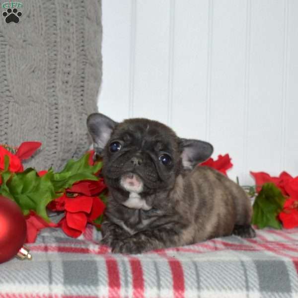 Peppermint, French Bulldog Puppy