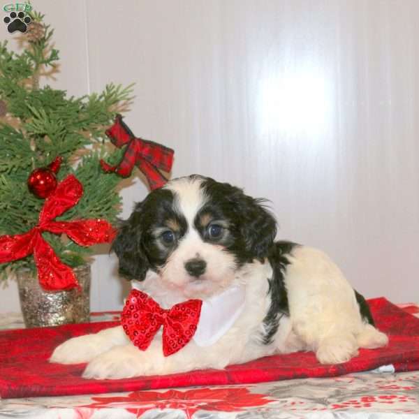 Peppermint, Cavachon Puppy