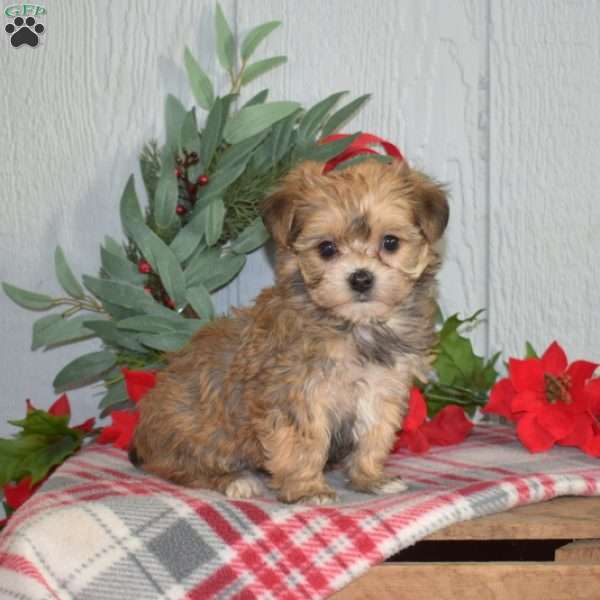 Peppermint, Yorkie-Chon Puppy