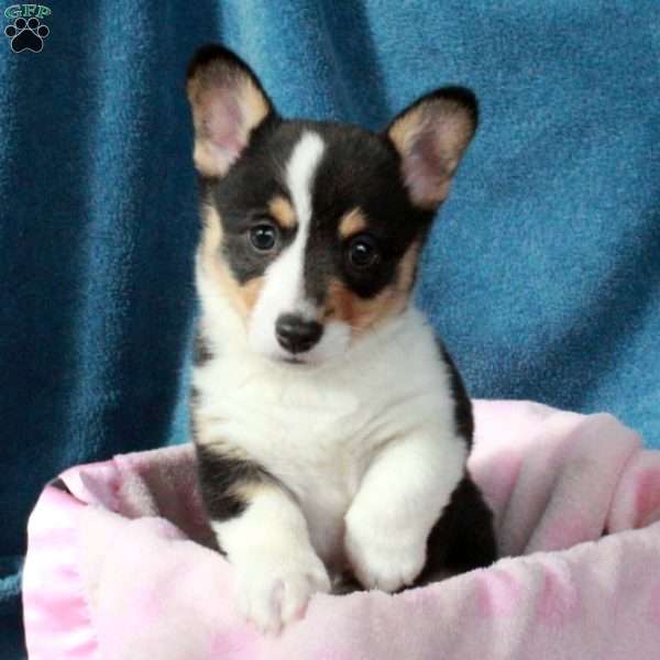 Peppermint, Pembroke Welsh Corgi Puppy