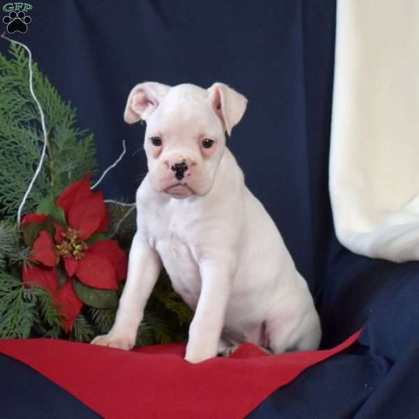 Peppermint, Boxer Puppy