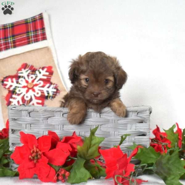 Peppermint, Shih-Poo Puppy