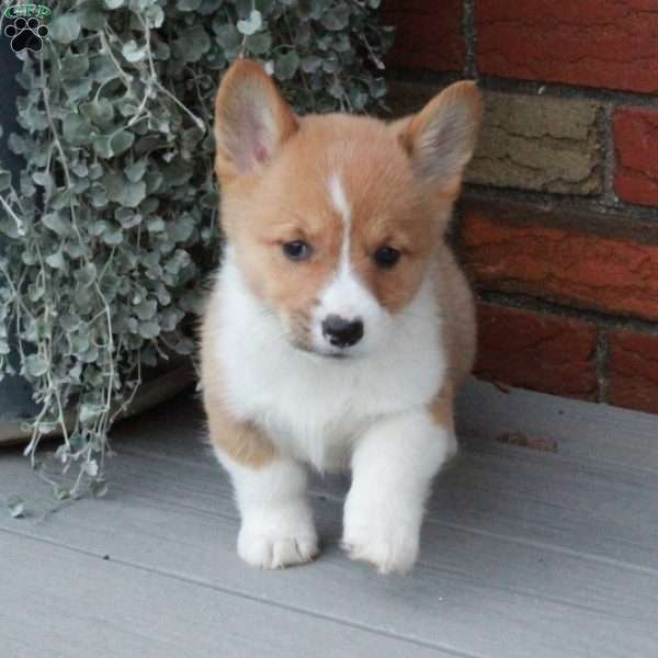 Peppermint, Pembroke Welsh Corgi Puppy