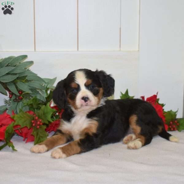 Peppermint, Miniature Bernese Mountain Dog Puppy