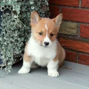 Peppermint, Pembroke Welsh Corgi Puppy