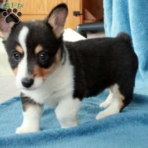 Peppermint, Pembroke Welsh Corgi Puppy