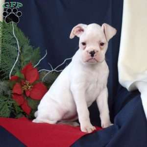 Peppermint, Boxer Puppy