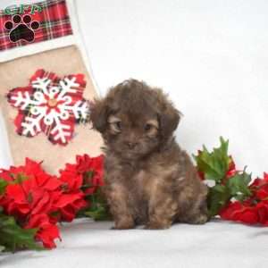 Peppermint, Shih-Poo Puppy