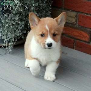 Peppermint, Pembroke Welsh Corgi Puppy