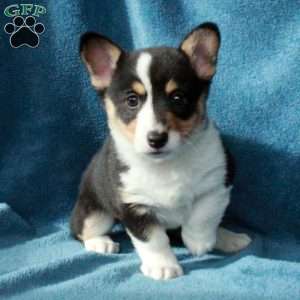 Peppermint, Pembroke Welsh Corgi Puppy