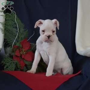 Peppermint, Boxer Puppy