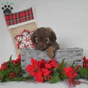 Peppermint, Shih-Poo Puppy