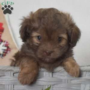 Peppermint, Shih-Poo Puppy