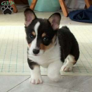 Peppermint, Pembroke Welsh Corgi Puppy