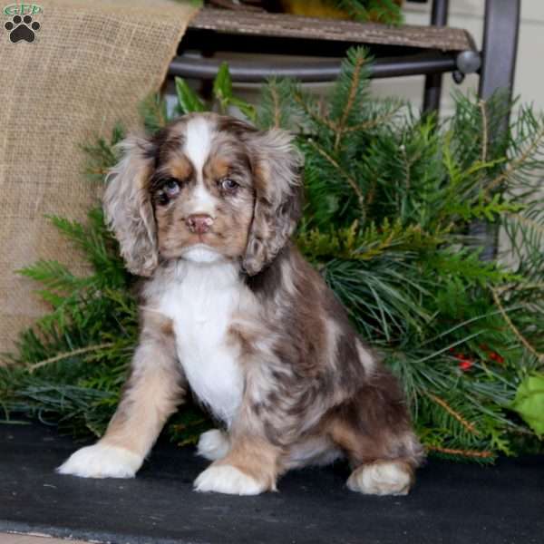 Pepsi, Cocker Spaniel Puppy