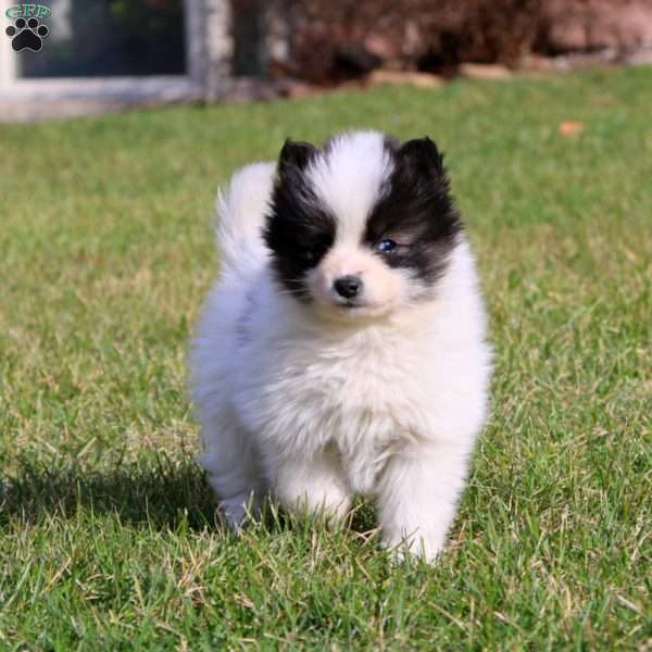 Pepsi, Pomsky Puppy