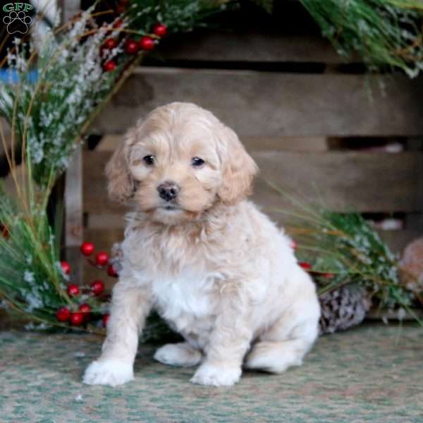 Pepsi, Cockapoo Puppy