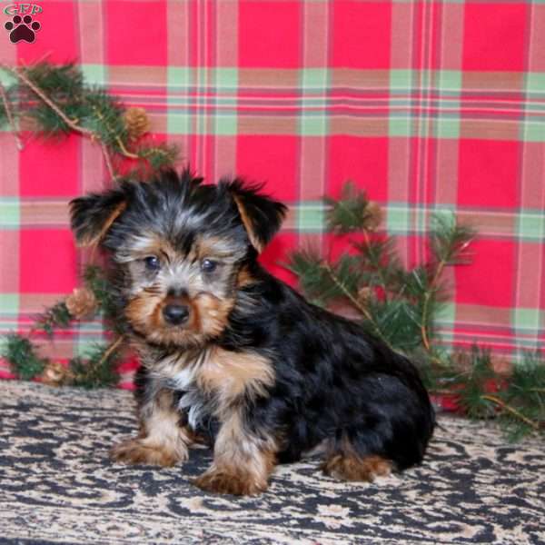 Pepsi, Yorkie Puppy