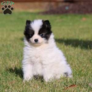 Pepsi, Pomsky Puppy