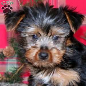 Pepsi, Yorkie Puppy