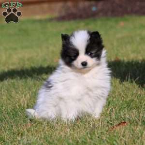 Pepsi, Pomsky Puppy