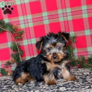 Pepsi, Yorkie Puppy